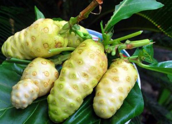 giá bán bột trái nhàu