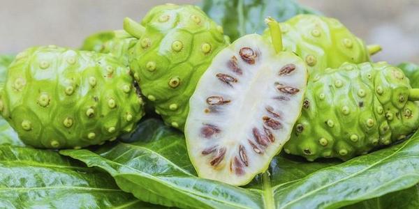 Tác dụng của trà trái nhàu