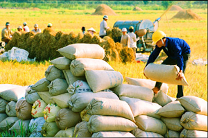 Vì sao nhiều nông sản Việt kém cạnh tranh với hàng Thái, Trung Quốc?